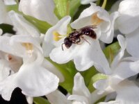 Dactylorhiza transylvanica 7, Saxifraga-Hans Dekker