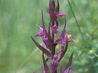 Dactylorhiza traunsteineri, Narrow-leaved Marsh-orchid