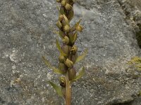 Dactylorhiza viridis 11, Groene nachtorchis, Saxifraga-Willem van Kruijsbergen