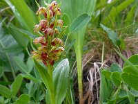 Dactylorhiza viridis 18, Groene nachtorchis, Saxifraga-Ed Stikvoort