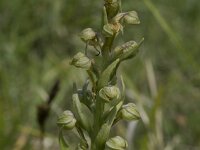 Dactylorhiza viridis 22, Groene nachtorchis, Saxifraga-Willem van Kruijsbergen