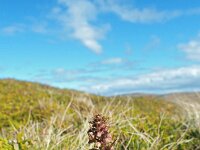 Dactylorhiza viridis 27, Groene nachtorchis, Saxifraga-Hans Dekker