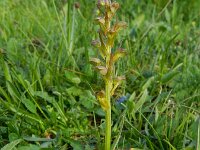 Dactylorhiza viridis 28, Groene nachtorchis, Saxifraga-Rutger Barendse