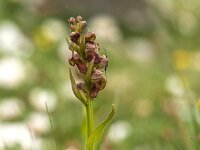 Dactylorhiza viridis 29, Groene nachtorchis, Saxifraga-Luuk Vermeer