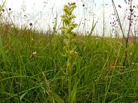 Dactylorhiza viridis 35, Groene nachtorchis, Saxifrga-Hans Grotenhuis