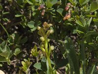 Dactylorhiza viridis 7, Groene nachtorchis, Saxifraga-Willem van Kruijsbergen