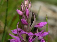 Dactylorhiza wirtgenii