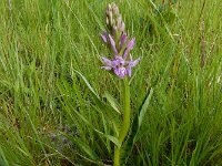 Dactylorhiza x grandis