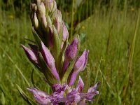 Dactylorhiza x grandis 2, Bosorchis x Rietorchis, Saxifraga-Ed Stikvoort