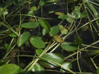 Damasonium alisma