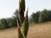 Danthonia alpina 4, Saxifraga-Jasenka Topic