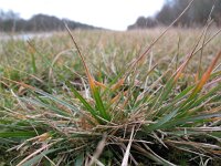 Danthonia decumbens 1, Tandjesgras, Saxifraga-Rutger Barendse