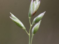 Danthonia decumbens 3, Tandjesgras, Saxifraga-Peter Meininger