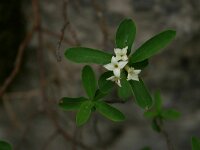 Daphne alpina, Alpine Spurge