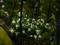 Daphne alpina 2, Saxifraga-Dirk Hilbers