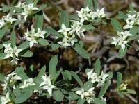 Daphne alpina 4, Saxifraga-Jan van der Straaten