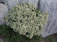Daphne alpina 5, Saxifraga-Jasenka Topic