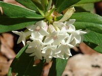 Daphne blagayana 1, Saxifraga-Jasenka Topic