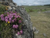 Daphne cneorum 22, Saxifraga-Willem van Kruijsbergen