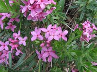 Daphne cneorum 5, Saxifraga-Jasenka Topic