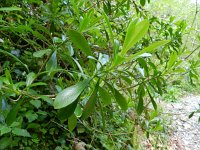 Daphne laureola 6, Zwart peperboompje, Saxifraga-Rutger Barendse