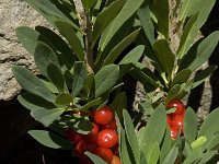 Daphne mezereum 19, Rood peperboompje, Saxifraga-Willem van Kruijsbergen