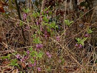 Daphne mezereum 56, Rood peperboompje, Saxifraga-Ed Stikvoort : Müllerthal - Beaufort - Larochelle