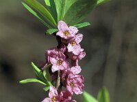 Daphne mezereum 57, Rood peperboompje, Saxifraga-Jan van der Straaten