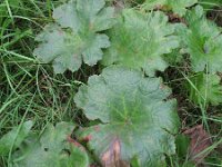 Darmera peltata 2, Schildblad, Saxifraga-Rutger Barendse