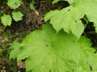 Darmera peltata 4, Schildblad, Saxifraga-Rutger Barendse