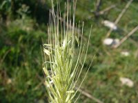 Dasypyrum villosum 3, Saxifraga-Jasenka Topic