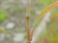 Dasypyrum villosum 4, Saxifraga-Rutger Barendse