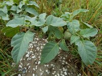 Datura innoxia 12 Saxifraga-Ed Stikvoort : s9900