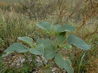Datura innoxia 14, Saxifraga-Ed Stikvoort : A900
