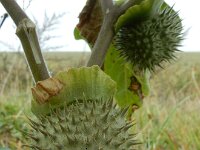 Datura innoxia 17, Saxifraga-Ed Stikvoort : s9900