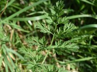 Daucus carota 69, Peen, Saxifraga-Sonja Bouwman