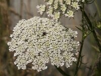 Daucus carota 78, Peen, Saxifraga-Jan van der Straaten