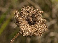 Daucus carota 80, Peen, Saxifraga-Jan van der Straaten