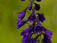 Delphinium elatum