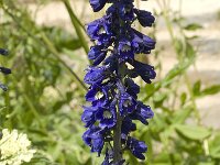 Delphinium flexuosum