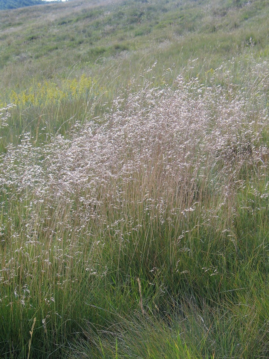 Deschampsia Flexuosa Wavy Hair Grass