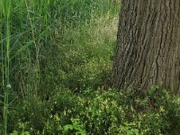 Deschampsia flexuosa 10, Bochtige smele, Saxifraga-Hans Boll