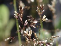 Deschampsia flexuosa 4, Bochtige smele, Saxifraga-Jasenka Topic