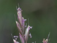Deschampsia setosa 2, Saxifraga-Rutger Barendse