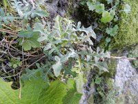 Descurainia preauxiana 2, Saxifraga-Rutger Barendse