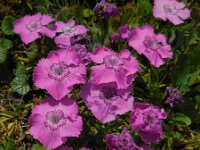 Dianthus alpinus 2, Saxifraga-Ed Stikvoort