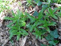 Dianthus barbatus 11, Duizendschoon, Saxifraga-Rutger Barendse