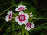 Dianthus barbatus 12, Duizendschoon, Saxifraga-Ed Stikvoort