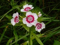 Dianthus barbatus 13, Duizendschoon, Saxifraga-Ed Stikvoort