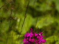 Duizendschoon  Dianthus barbatus